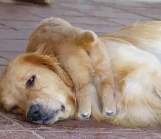 狗狗怀孕期间可以外驱虫吗,狗狗怀孕期间能用干洗粉吗