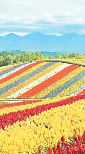 义乌花间花海,义乌百亩花海风景