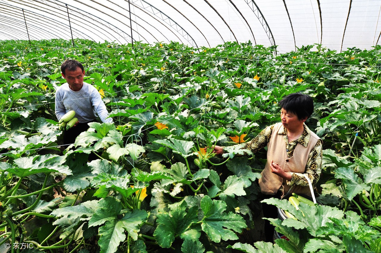西葫芦种植结瓜后管理,种西葫芦怎么管理得瓜多呢