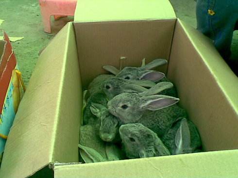 好养的小型观赏鱼养鱼老道,养鱼老道观赏鱼出问题自查