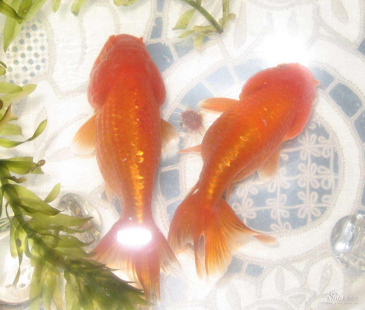 好养的小型观赏鱼养鱼老道,养鱼老道观赏鱼出问题自查