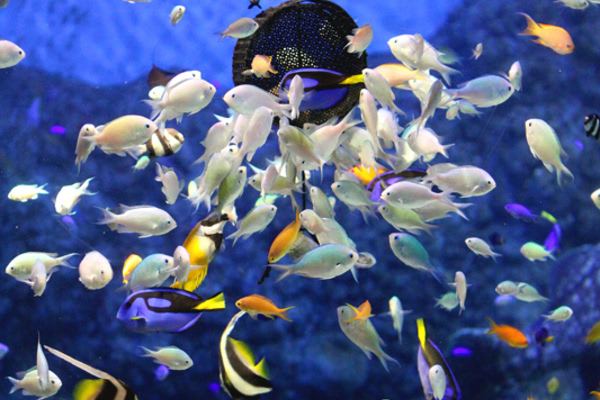 日本横滨自由行旅游攻略,去日本横滨旅游攻略