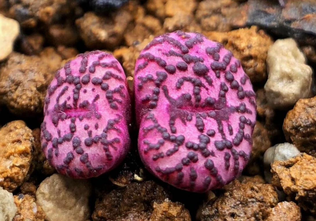 《慢生活·轻阅读》1356期