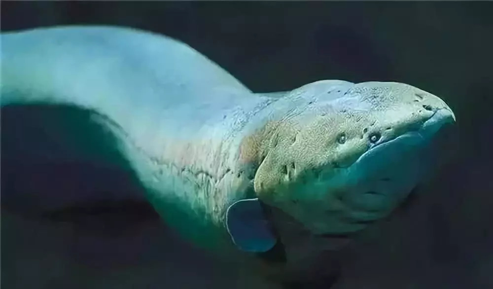 气象科普水循环,闪电打到河里不会把鱼电死吗