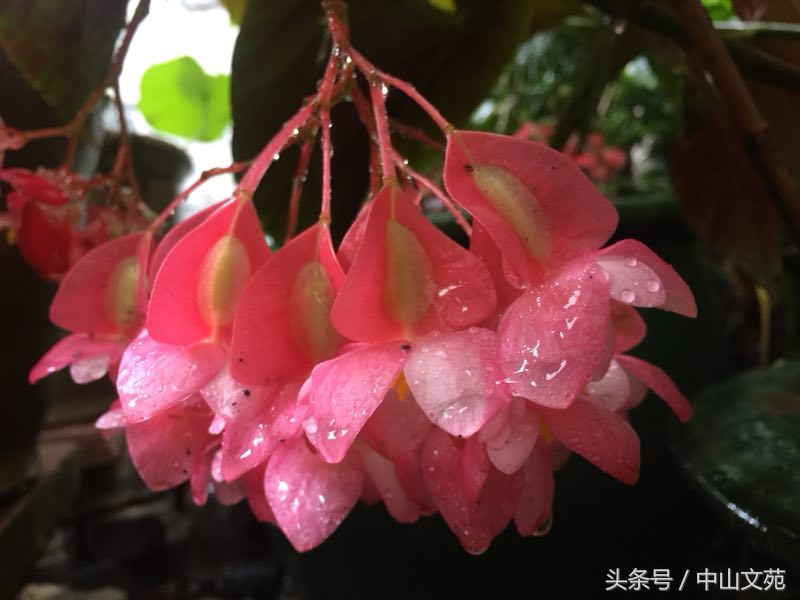 张玉华的诗歌,张裕华