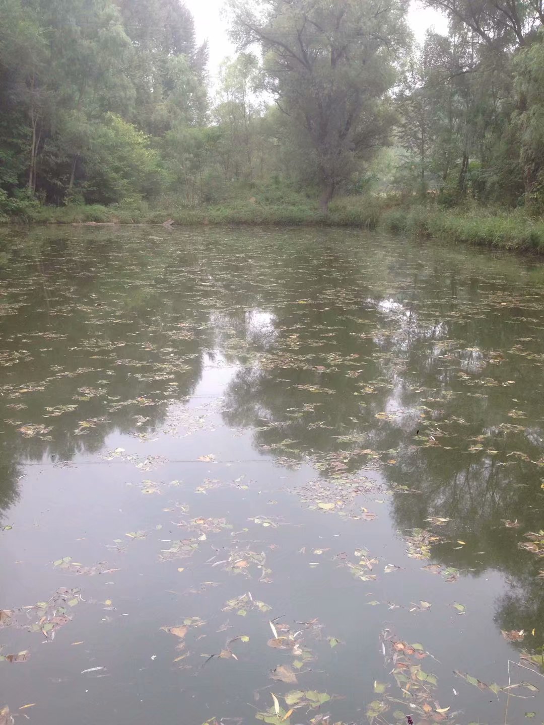 天凉鱼不开口,天凉鱼儿不开口吃饵