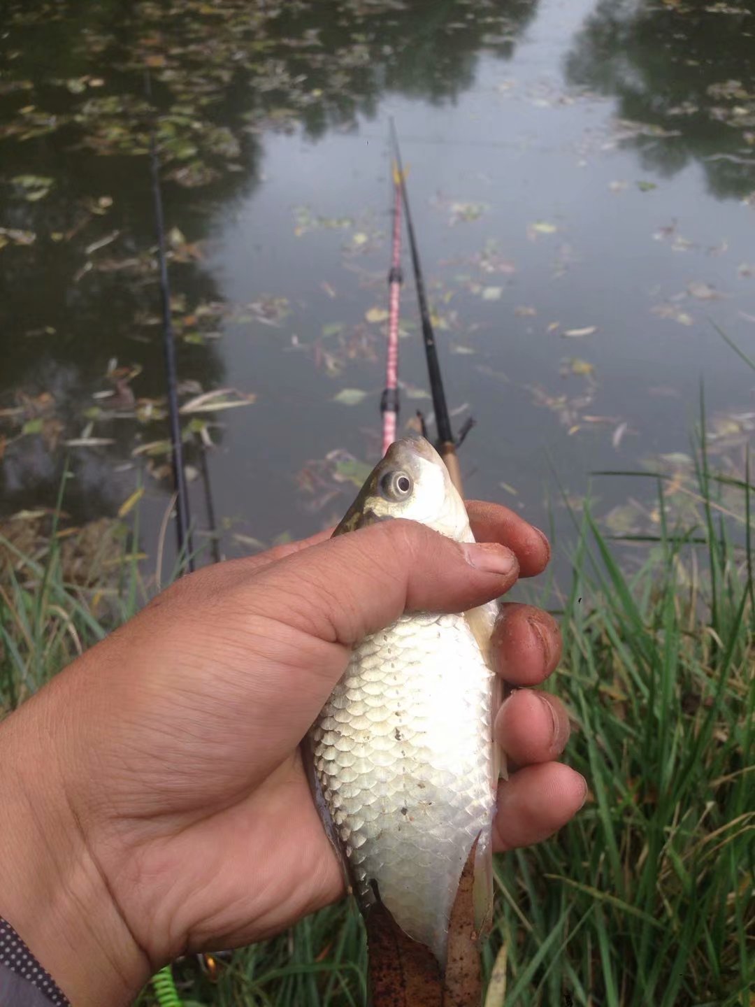 天凉鱼不开口,天凉鱼儿不开口吃饵