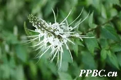 本草驿站中草药,本草驿站银耳图片