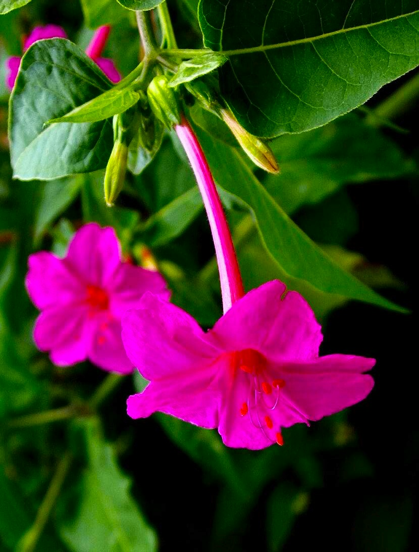 又见一朵美丽的茉莉花,七彩紫茉莉花