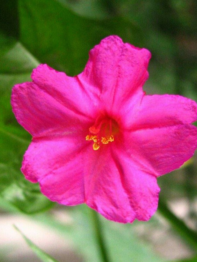 又见一朵美丽的茉莉花,七彩紫茉莉花