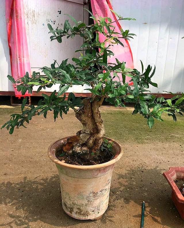 石榴树的栽培方法和注意事项,石榴树养根办法