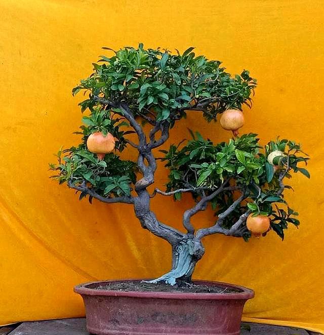 石榴树的栽培方法和注意事项,石榴树养根办法