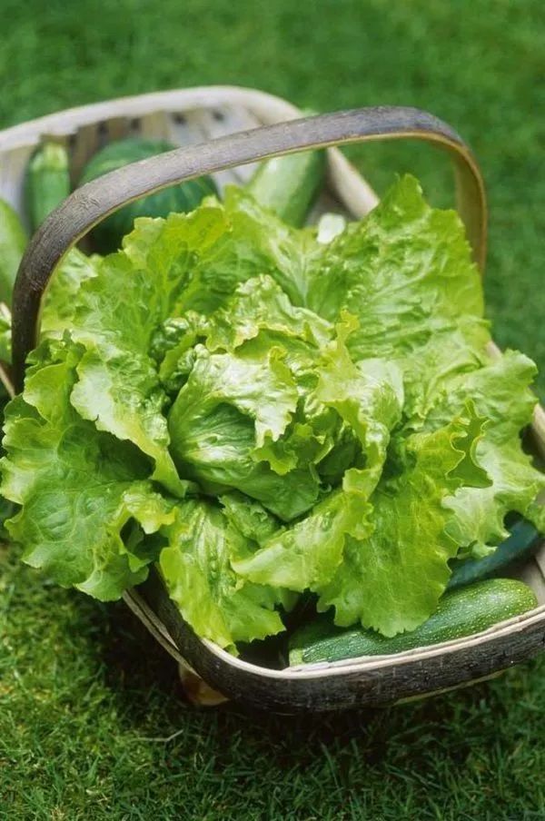 十大最适合孩子吃的蔬菜,孩子吃的蔬菜有什么推荐的