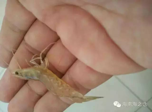 对虾肠炎是什么导致,对虾肠炎这几种处理方法你知道吗