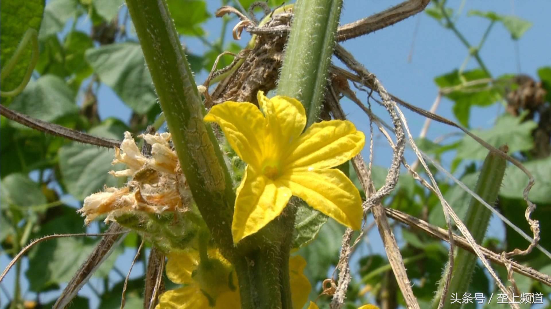 黄瓜开花不结果的花可以打掉吗,黄瓜开花只有雄花