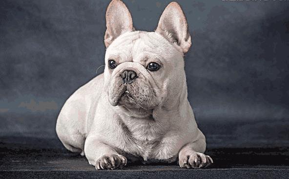 纯种斗牛犬怎么挑,斗牛犬的种类区分大全图解