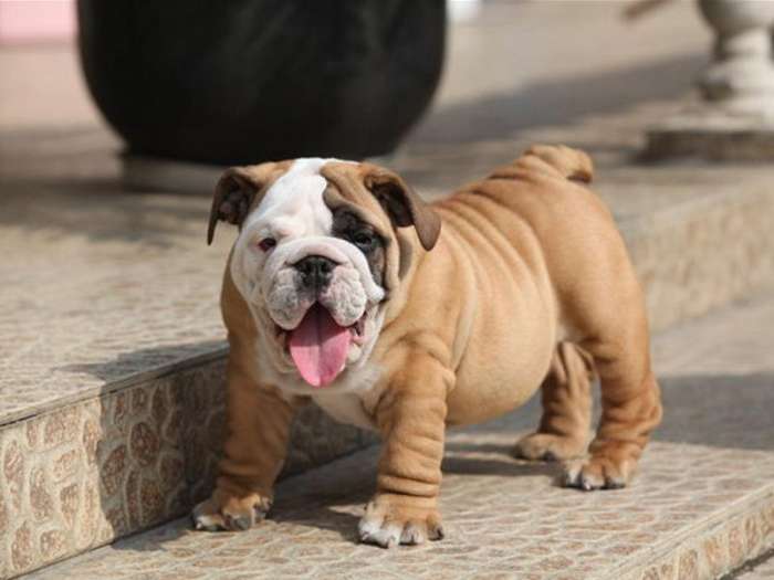 纯种斗牛犬怎么挑,斗牛犬的种类区分大全图解