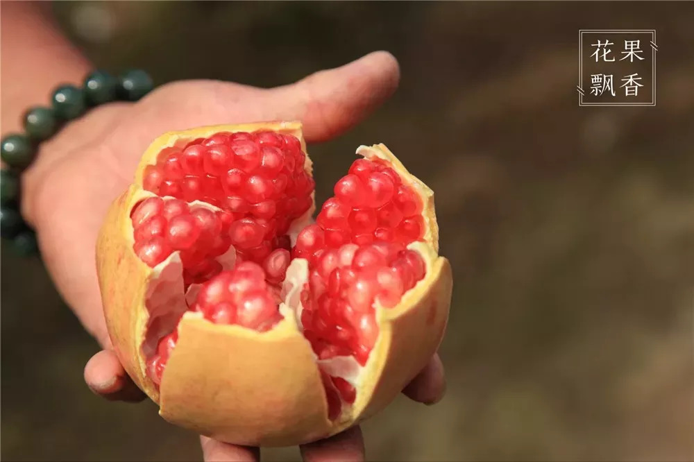 九月，寻找一颗最具柔软心的石榴