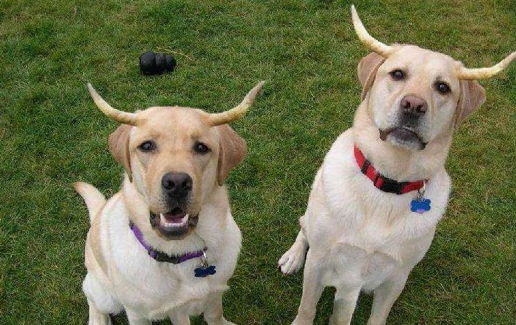 养狗小技巧之拉布拉多怎么训练,养狗养金毛拉布拉多还是边牧好