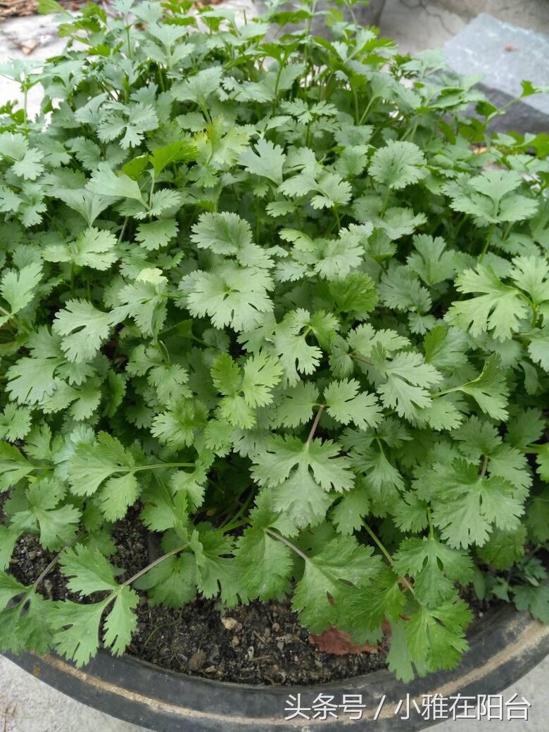 香菜怎么种长得快又好,香菜怎么种才能出苗快