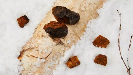 极地的这个东西居然能美容？八成人不知，原来错过了这么好的东西