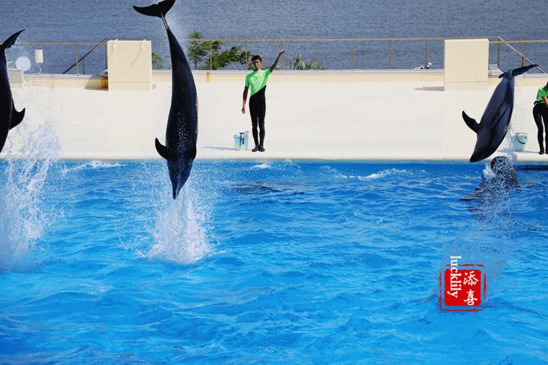 丽星邮轮日本游攻略视频,旅游攻略日本邮轮星梦号
