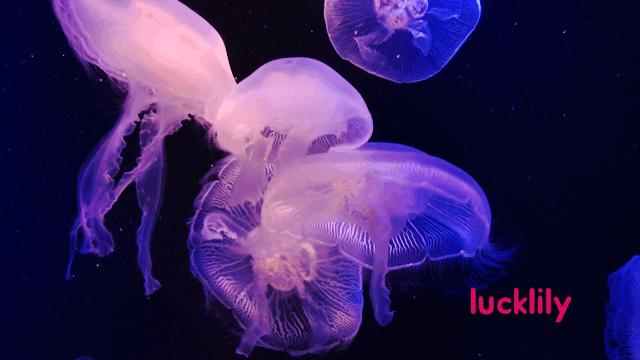 丽星邮轮日本游攻略视频,旅游攻略日本邮轮星梦号