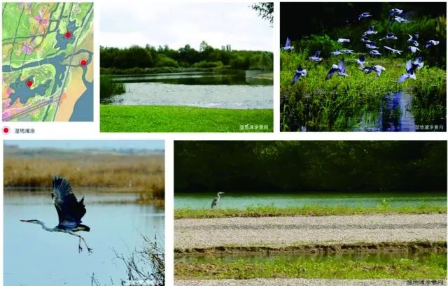 青岛市西海岸中央公园图片,青岛新建公园效果图