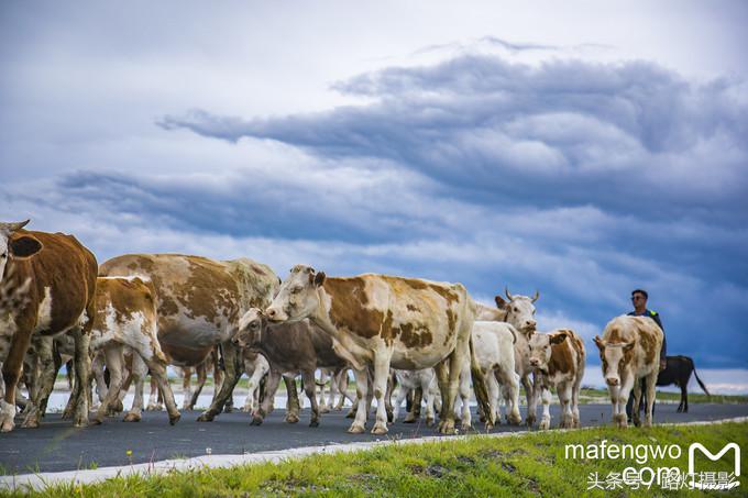 内蒙古达里湖在什么地方,内蒙古达里湖南岸景区怎么玩最好