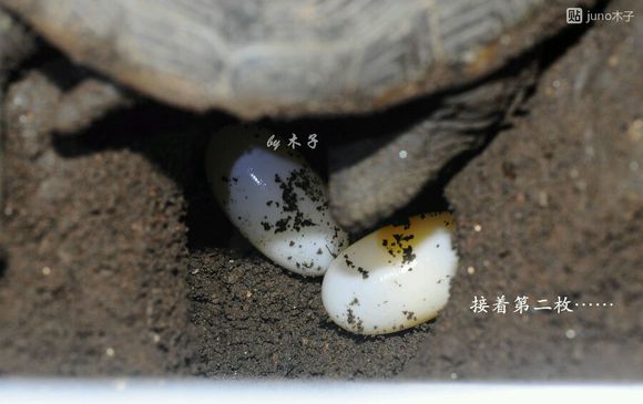 草龟繁殖经验分享孵蛋40天破壳,草龟孵化及幼龟养殖