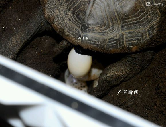 草龟繁殖经验分享孵蛋40天破壳,草龟孵化及幼龟养殖
