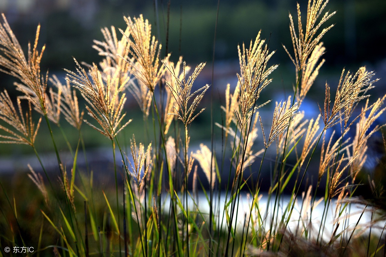 把吴钩看了栏杆拍遍无人会登临意辛弃疾的英雄泪你可能体会?