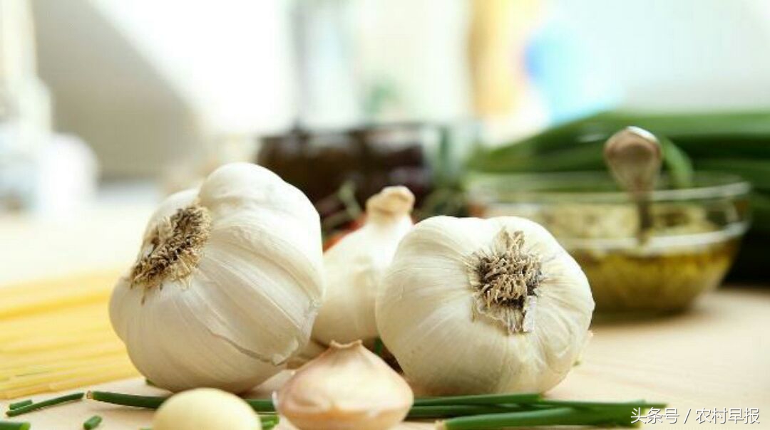 什么品种的绿头蒜苔大蒜比较早熟,种植早熟大蒜和晚熟大蒜哪种赚钱