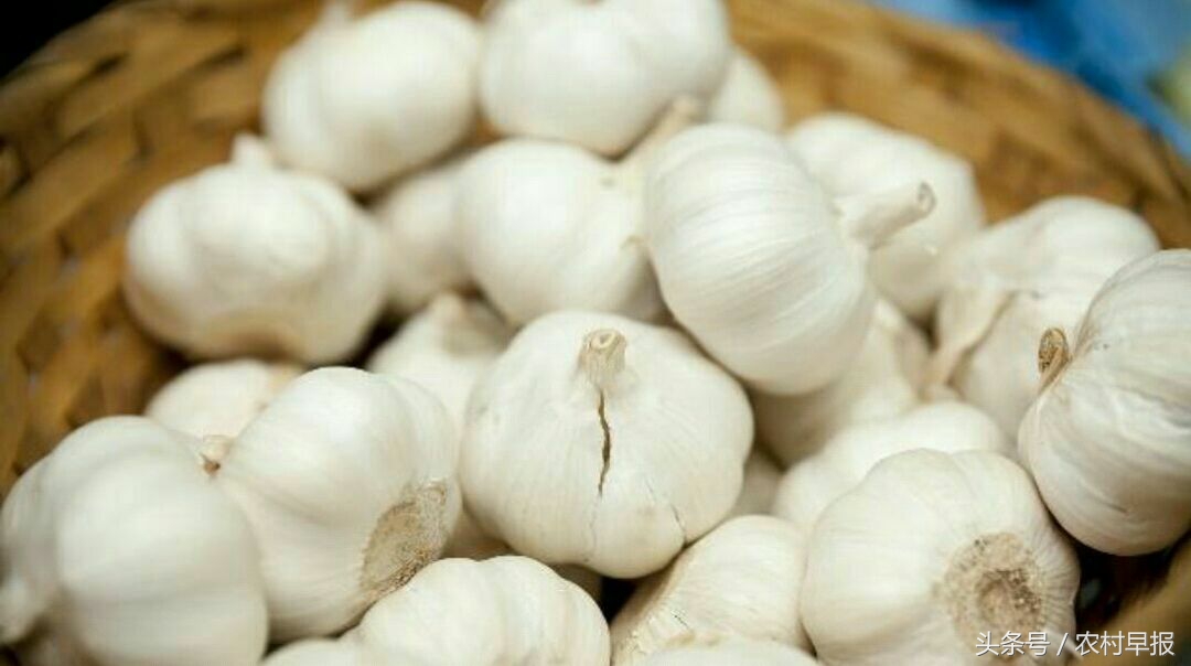 什么品种的绿头蒜苔大蒜比较早熟,种植早熟大蒜和晚熟大蒜哪种赚钱