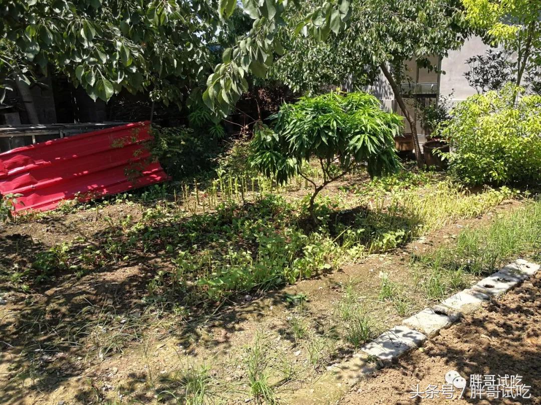 胖哥试吃大煎饼,胖哥试吃骰子糖