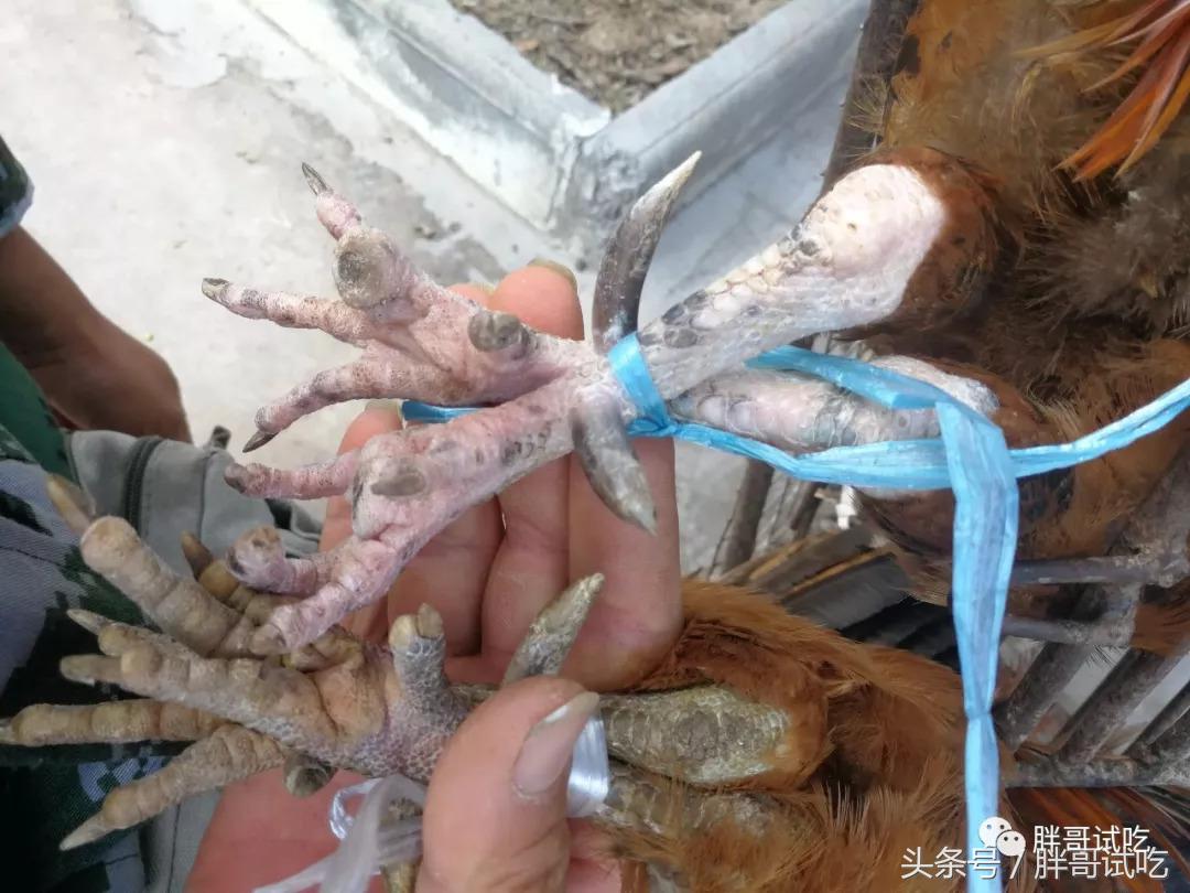 胖哥试吃大煎饼,胖哥试吃骰子糖