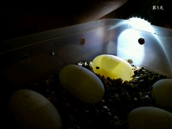 草龟繁殖经验分享孵蛋40天破壳,草龟孵化及幼龟养殖