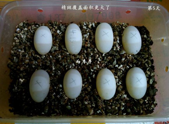 草龟繁殖经验分享孵蛋40天破壳,草龟孵化及幼龟养殖