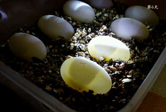 草龟繁殖经验分享孵蛋40天破壳,草龟孵化及幼龟养殖
