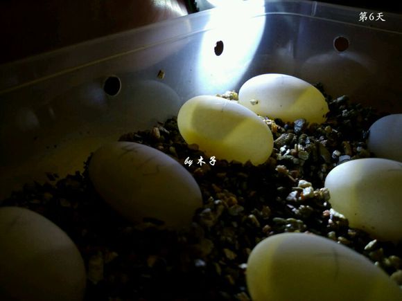 草龟繁殖经验分享孵蛋40天破壳,草龟孵化及幼龟养殖