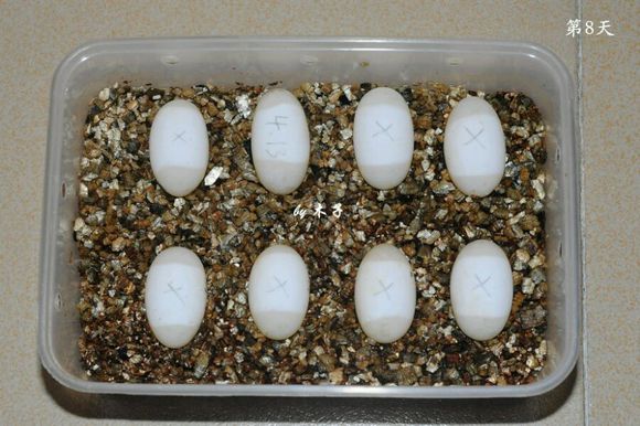 草龟繁殖经验分享孵蛋40天破壳,草龟孵化及幼龟养殖