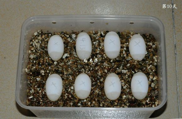 草龟繁殖经验分享孵蛋40天破壳,草龟孵化及幼龟养殖
