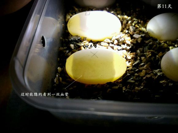 草龟繁殖经验分享孵蛋40天破壳,草龟孵化及幼龟养殖