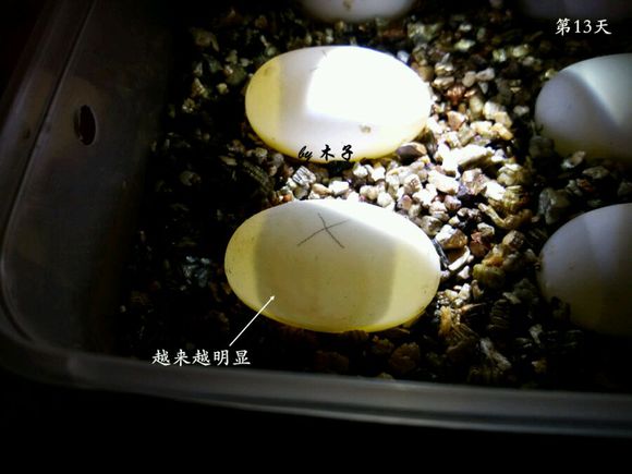 草龟繁殖经验分享孵蛋40天破壳,草龟孵化及幼龟养殖