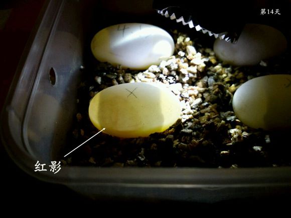 草龟繁殖经验分享孵蛋40天破壳,草龟孵化及幼龟养殖