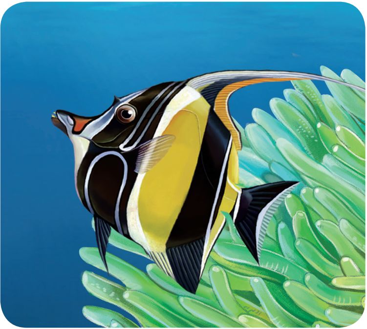 热带海底漂亮的蝴蝶鱼,多彩海鱼蝴蝶鱼