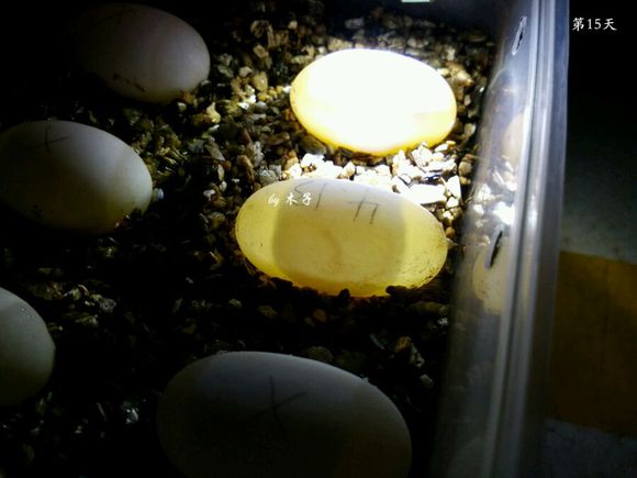 草龟繁殖经验分享孵蛋40天破壳,草龟孵化及幼龟养殖