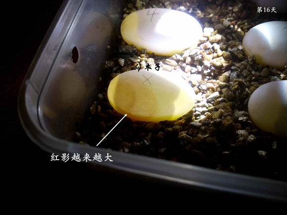 草龟繁殖经验分享孵蛋40天破壳,草龟孵化及幼龟养殖