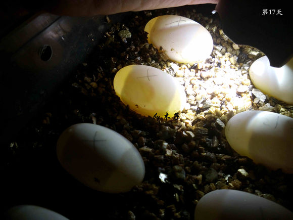 草龟繁殖经验分享孵蛋40天破壳,草龟孵化及幼龟养殖