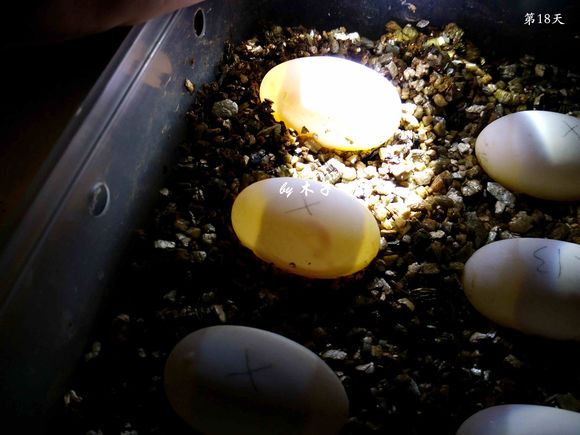 草龟繁殖经验分享孵蛋40天破壳,草龟孵化及幼龟养殖